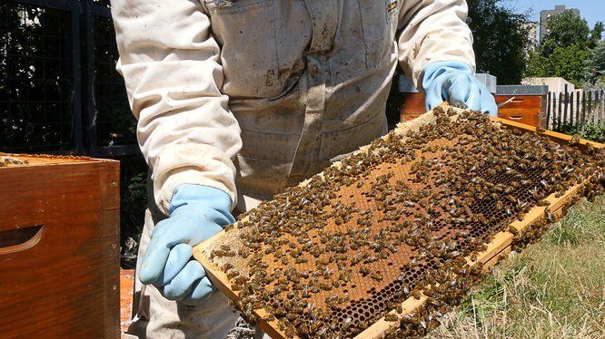 Apiculteurs au milieu des abeilles dans les jardins de l'Hotel de Région à Nantes