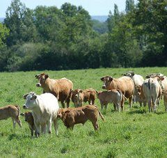 veaux et vaches dans un pré